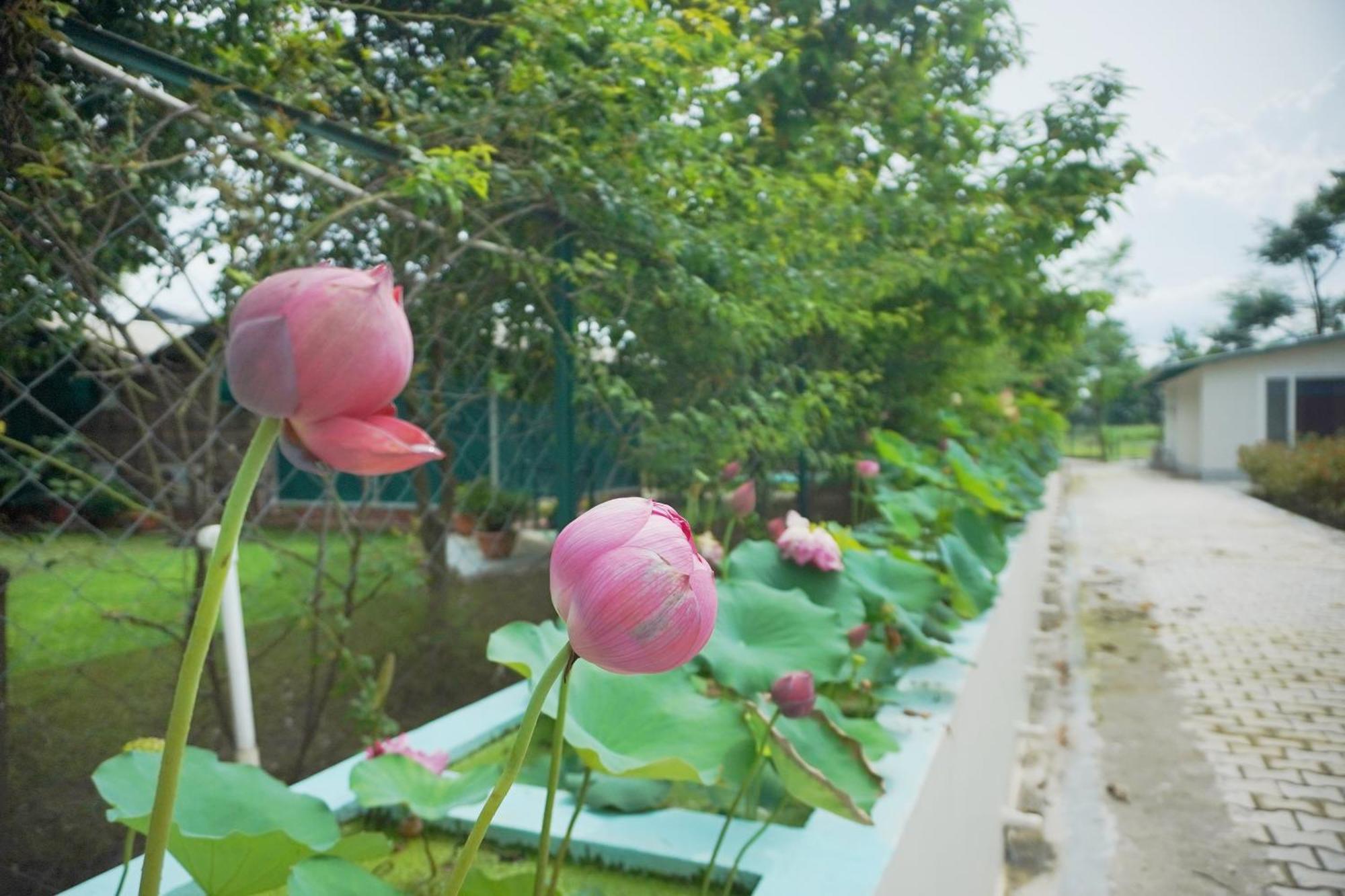 Sukoon - A Wellness Resort, Uttarakhand Chuharpur Eksteriør billede