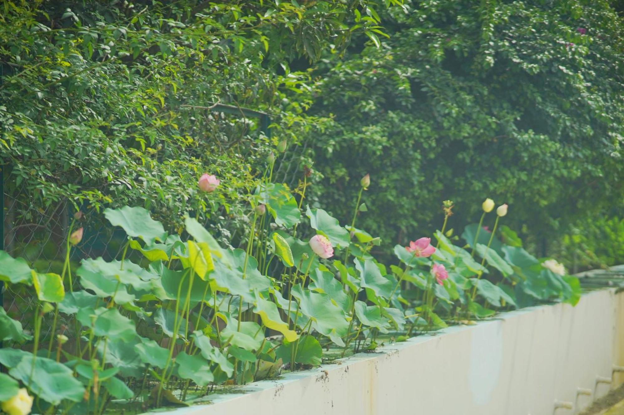 Sukoon - A Wellness Resort, Uttarakhand Chuharpur Eksteriør billede